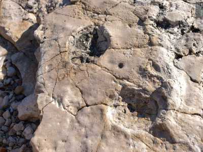 Sono le prime e pi� evidenti orme di dinosauro